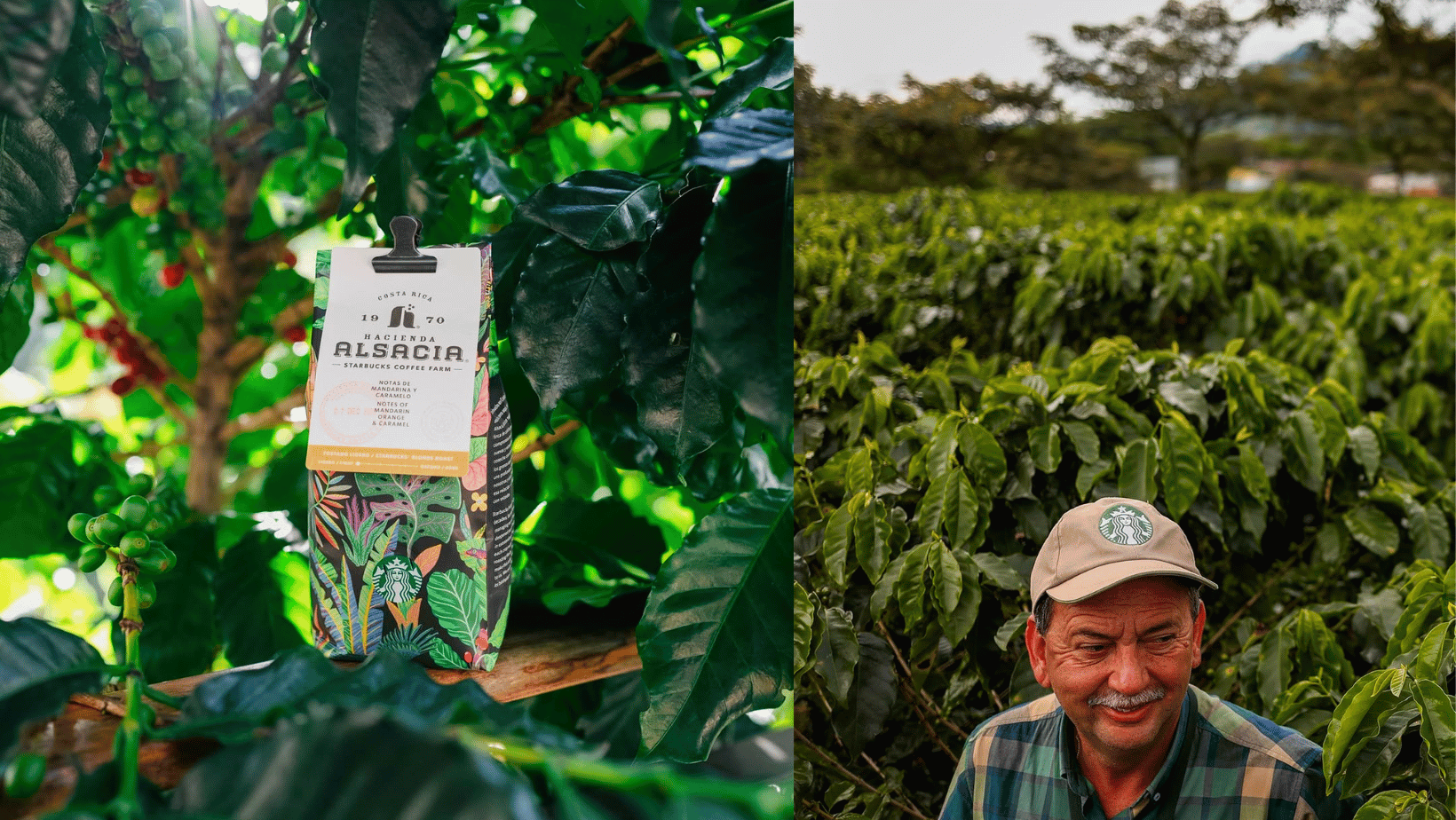 Hacienda Alsacia Starbucks Coffee Farm